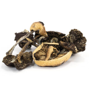 Cambodian Cubensis Mushrooms