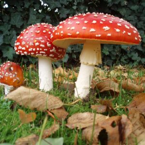 Buy Amanita Muscaria