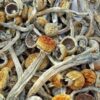 Buy Psilocybe Tempensis