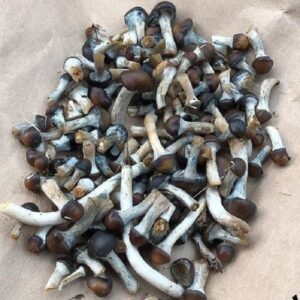 Buy Psilocybe Stuntzil