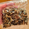 Magic Mushroom For Sale