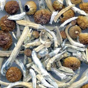 Buy Psilocybe Mexicana