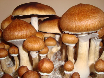 psychedelic mushrooms for sale